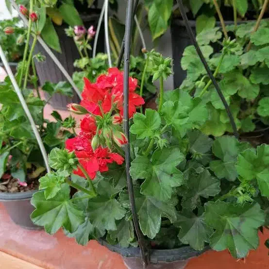 گل شمعدونی همه رنگ|گل و گیاه طبیعی|ری, علایین|دیوار