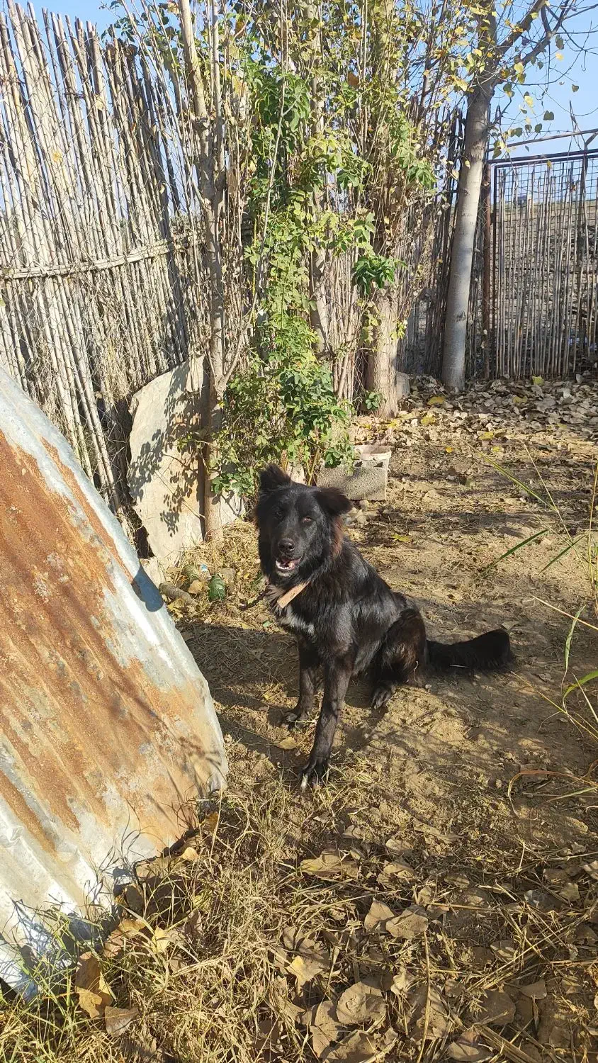 سگ قدرجونی|سگ|قرق, |دیوار