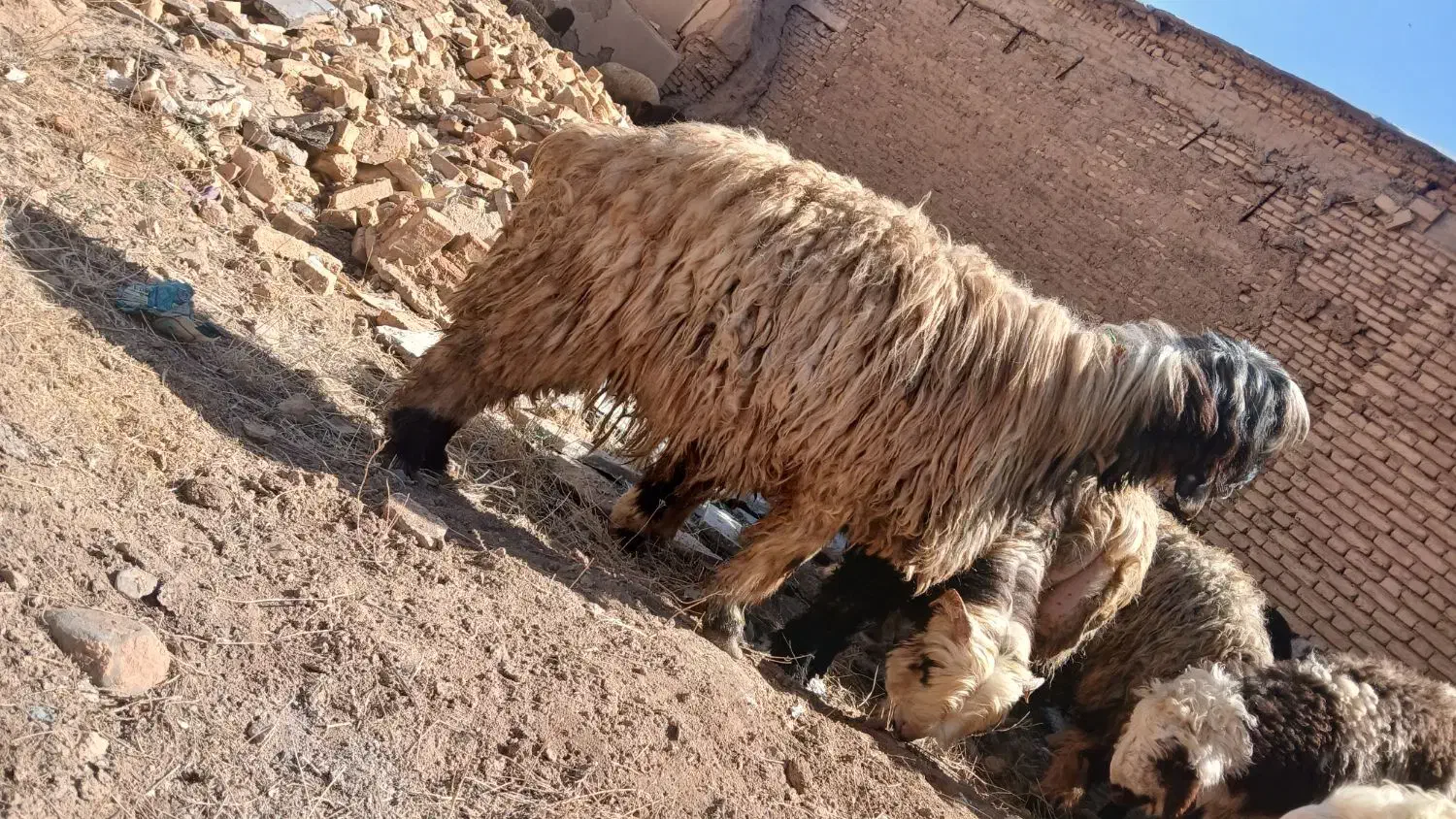 شیشک قوچ|حیوانات مزرعه|شهرکرد, |دیوار