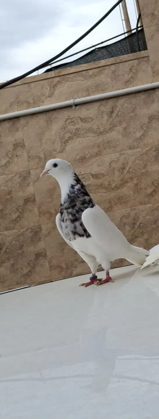 کبوتر|پرنده|خرمشهر, |دیوار