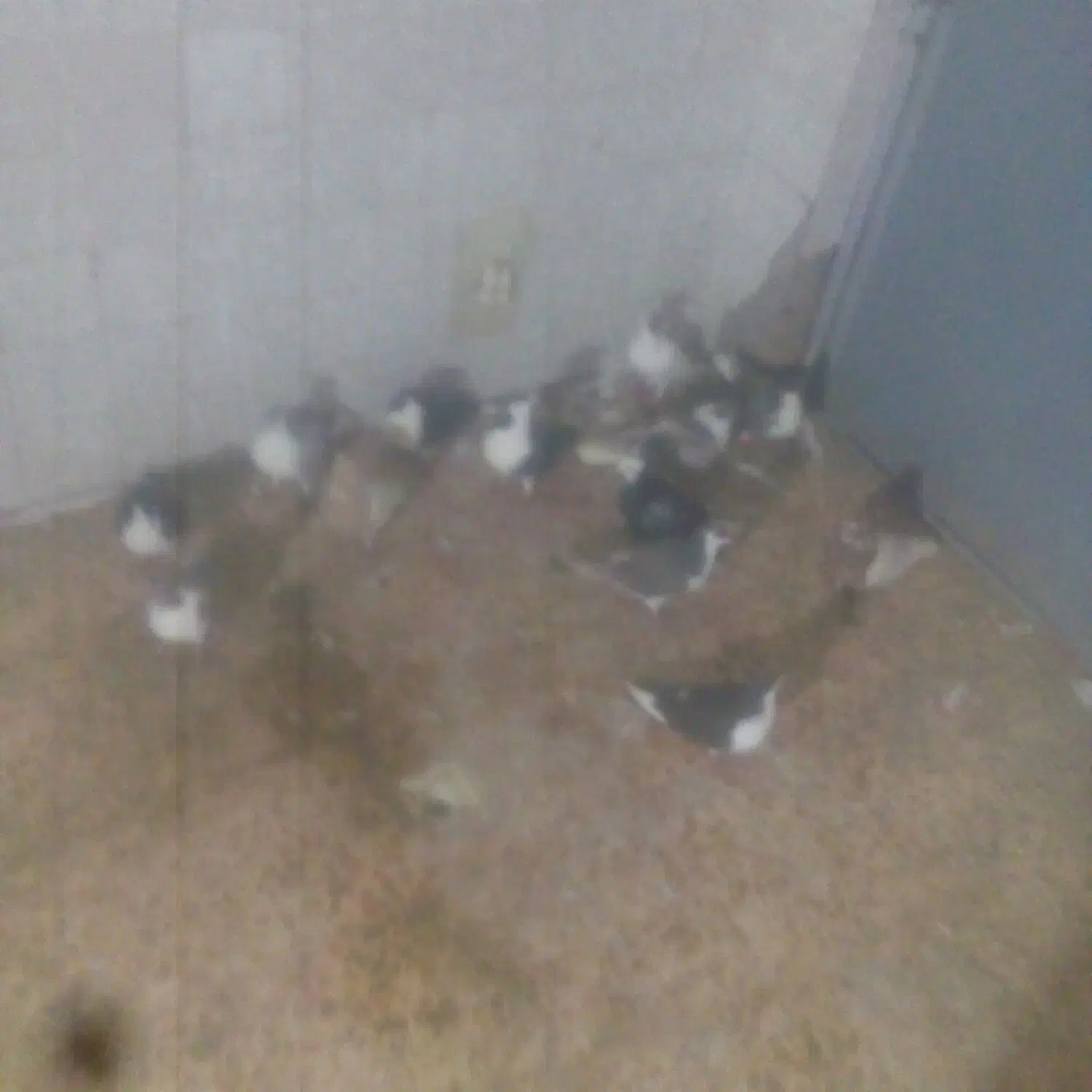 18 کبوتر جوونه و کهنه ی پرشی|پرنده|سبزوار, امیر کبیر|دیوار