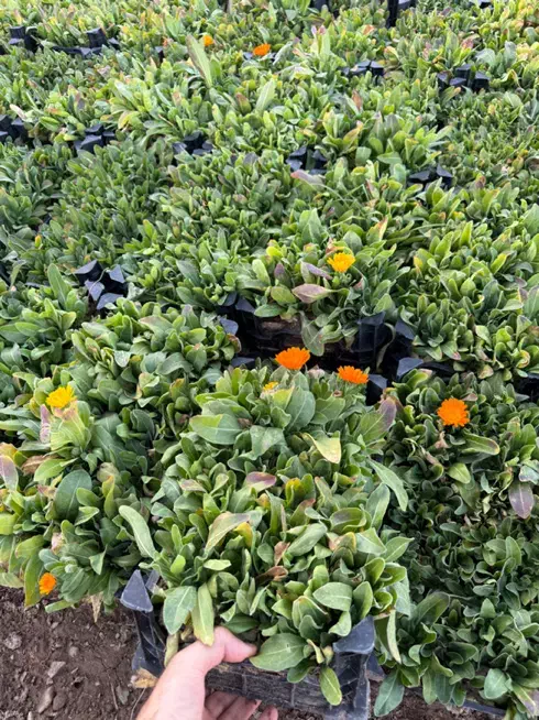 انواع نشا گل جعبه اطلسی|گل و گیاه طبیعی|محلات, |دیوار