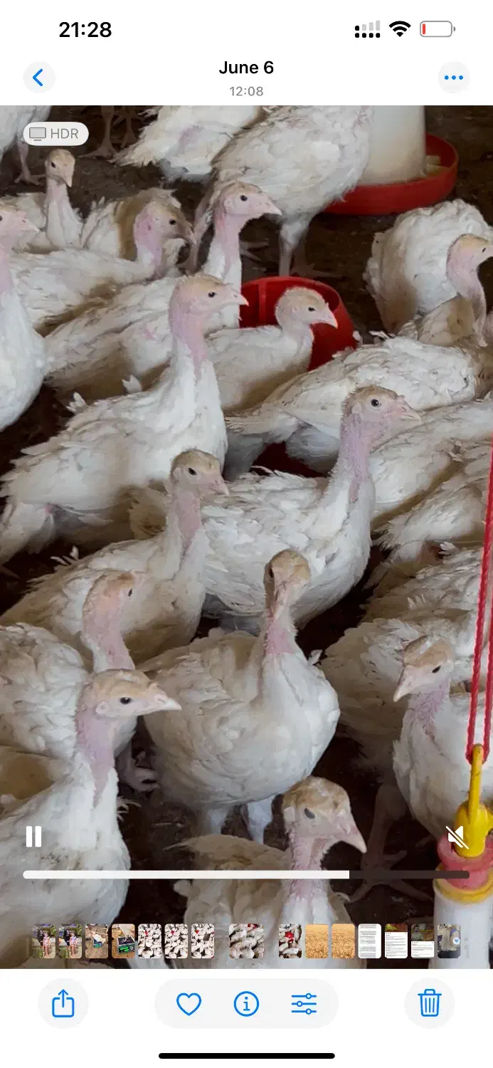 جوجه بوقلمون بیوتی ۲۰روزه|حیوانات مزرعه|مشهد, امیرآباد|دیوار