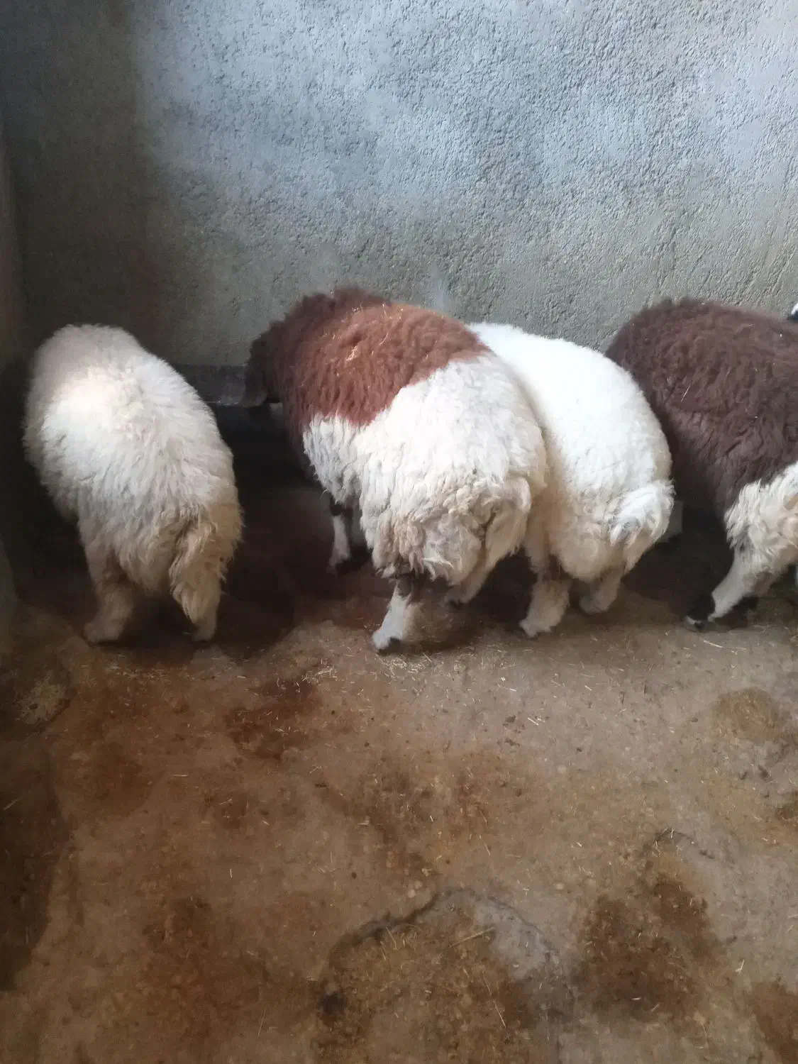 بره چاق وثابت باب کشتار|حیوانات مزرعه|کرمانشاه, |دیوار