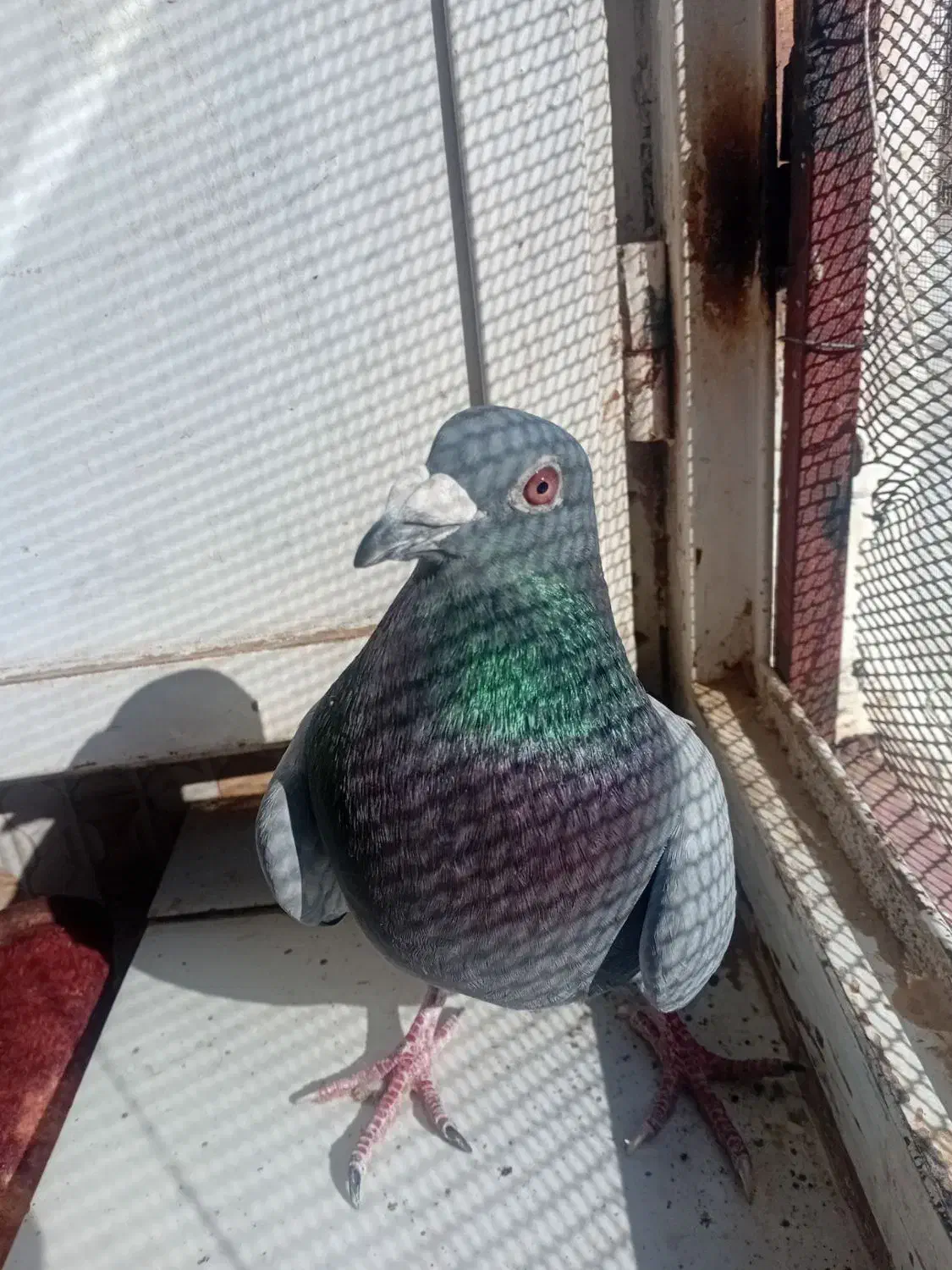 نر سبز|پرنده|نیمروز, |دیوار