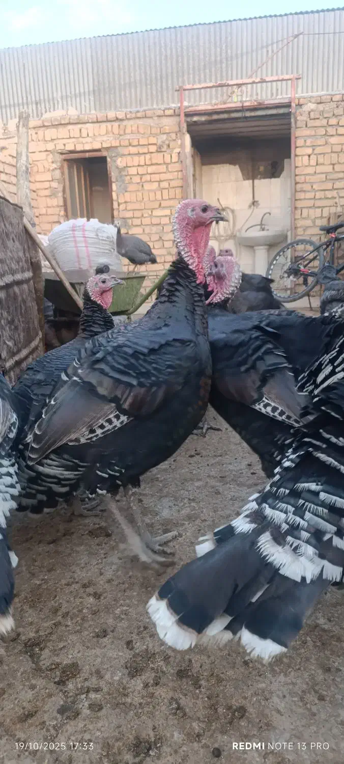 بوقلمون|حیوانات مزرعه|کوهدشت, |دیوار