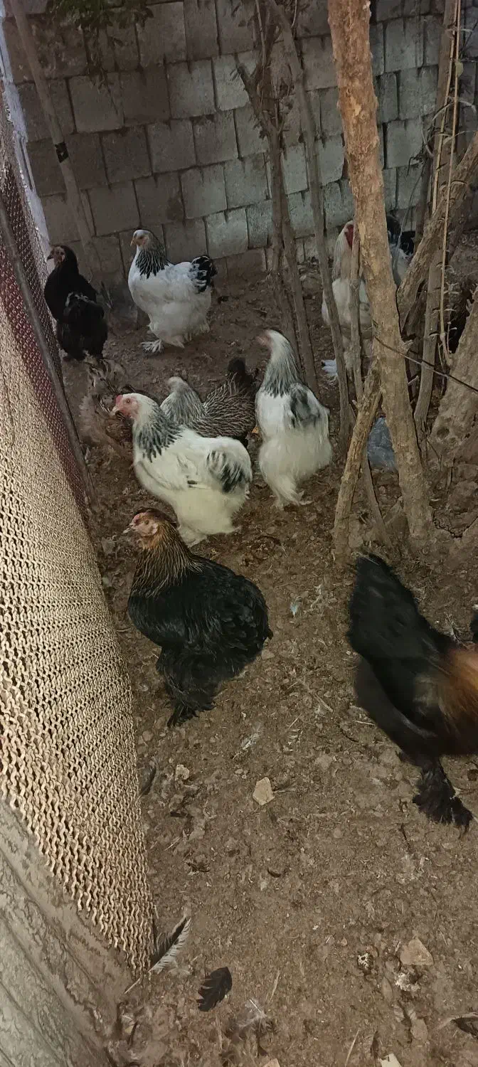 مرغ برهما|حیوانات مزرعه|خمینی‌شهر, |دیوار