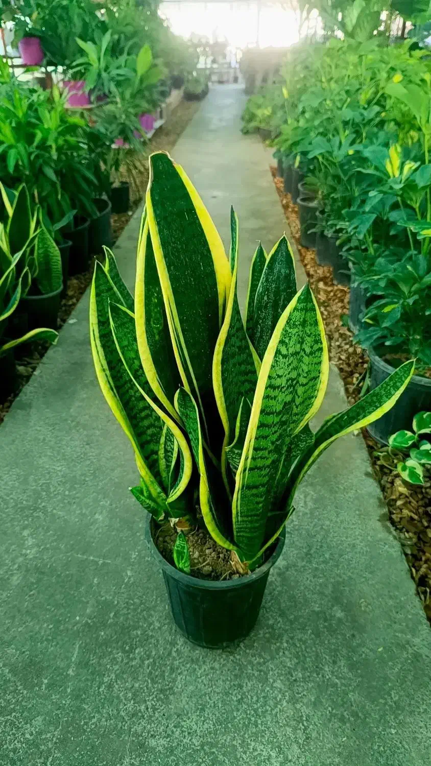 گل و گیاه|گل و گیاه طبیعی|بندر ماهشهر, |دیوار