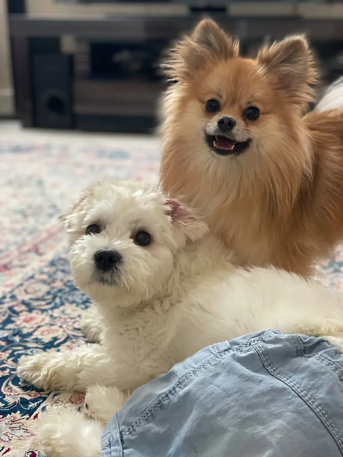 سگ پامرانین و شیتزو|سگ|مشهد, آبکوه|دیوار