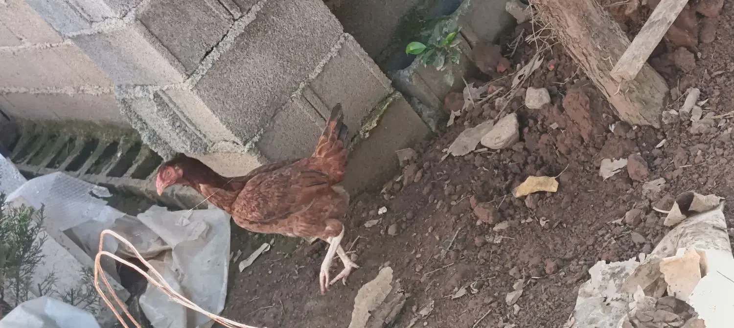 خروس محلی مرغ محلی مرغ لاری|حیوانات مزرعه|ماکلوان, |دیوار