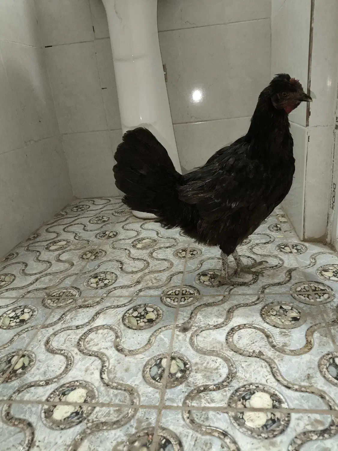 مرغ|حیوانات مزرعه|خرمشهر, |دیوار