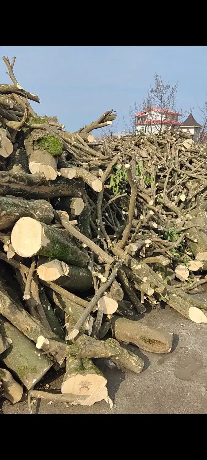 خریدار چوب باغی .کاتین صنوبر. چوب پرتقال.ساختمانی|خدمات باغبانی و درختکاری|تنکابن, |دیوار