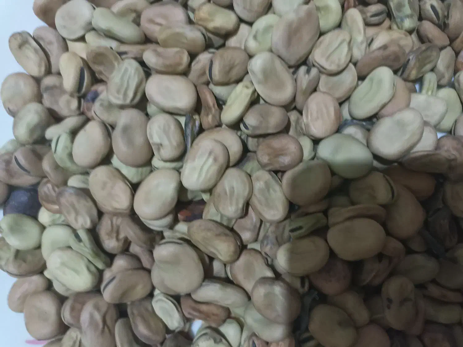 باقله بذری|گل و گیاه طبیعی|فسا, |دیوار