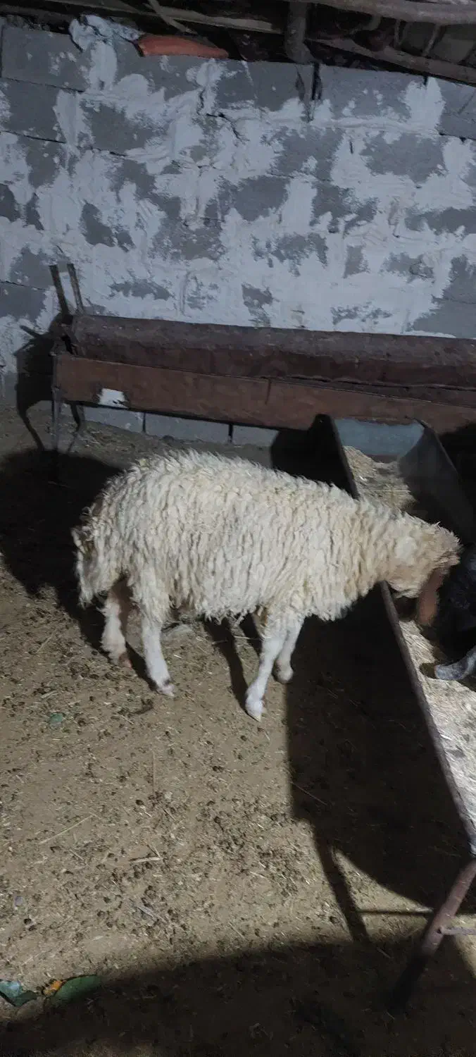 شک نزاییده ۴شیره و تکه داشتی|حیوانات مزرعه|آبدانان, |دیوار