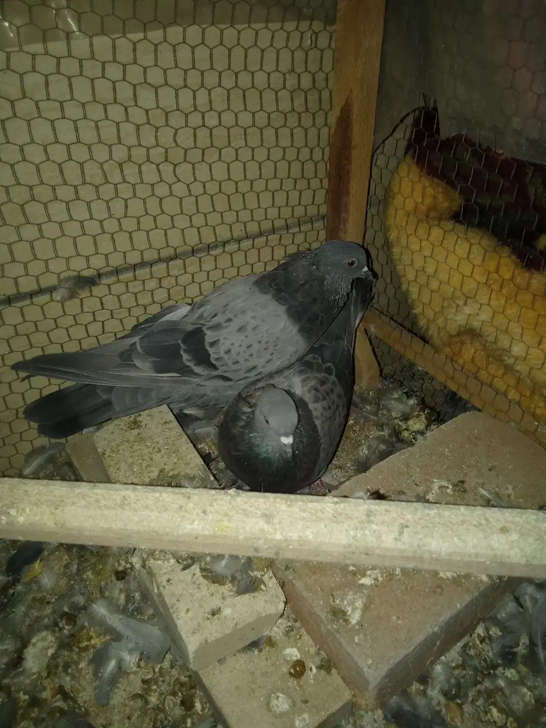 کبوتر سبز|پرنده|اصفهان, شهرک کاوه|دیوار