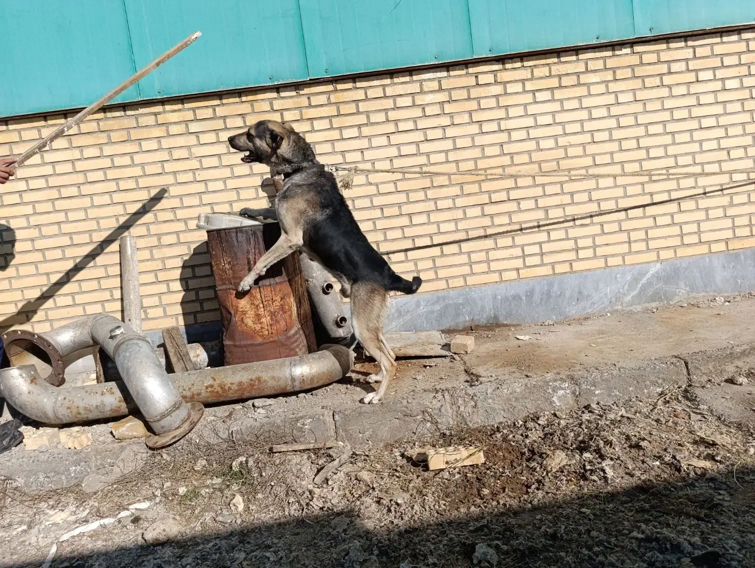 فروش سگ نگهبان|سگ|فرمهین, |دیوار