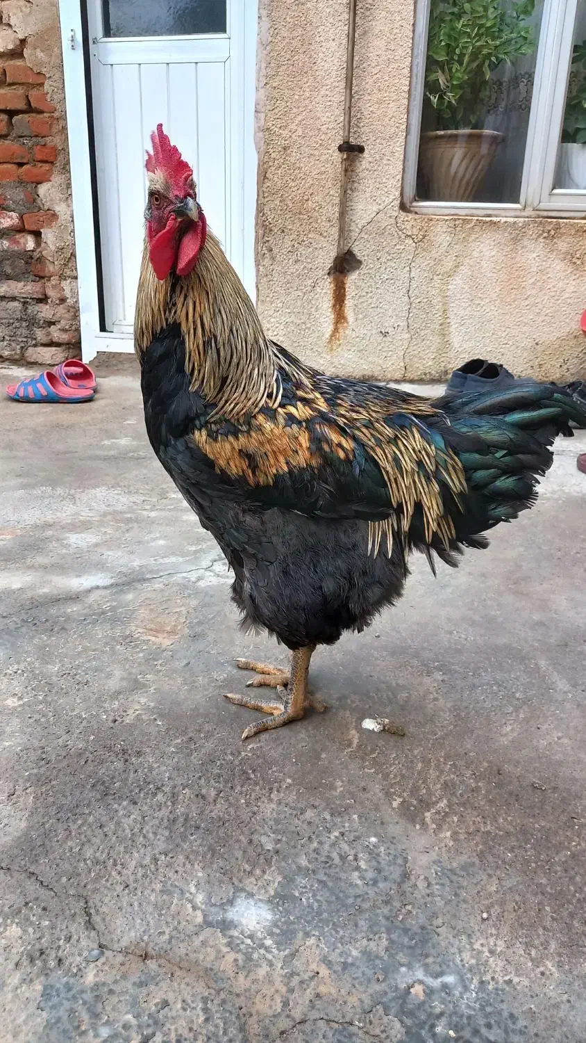 خروس|حیوانات مزرعه|عجب شیر, |دیوار