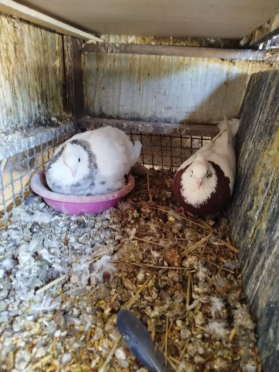 طوقی|پرنده|مرودشت, رودبال|دیوار