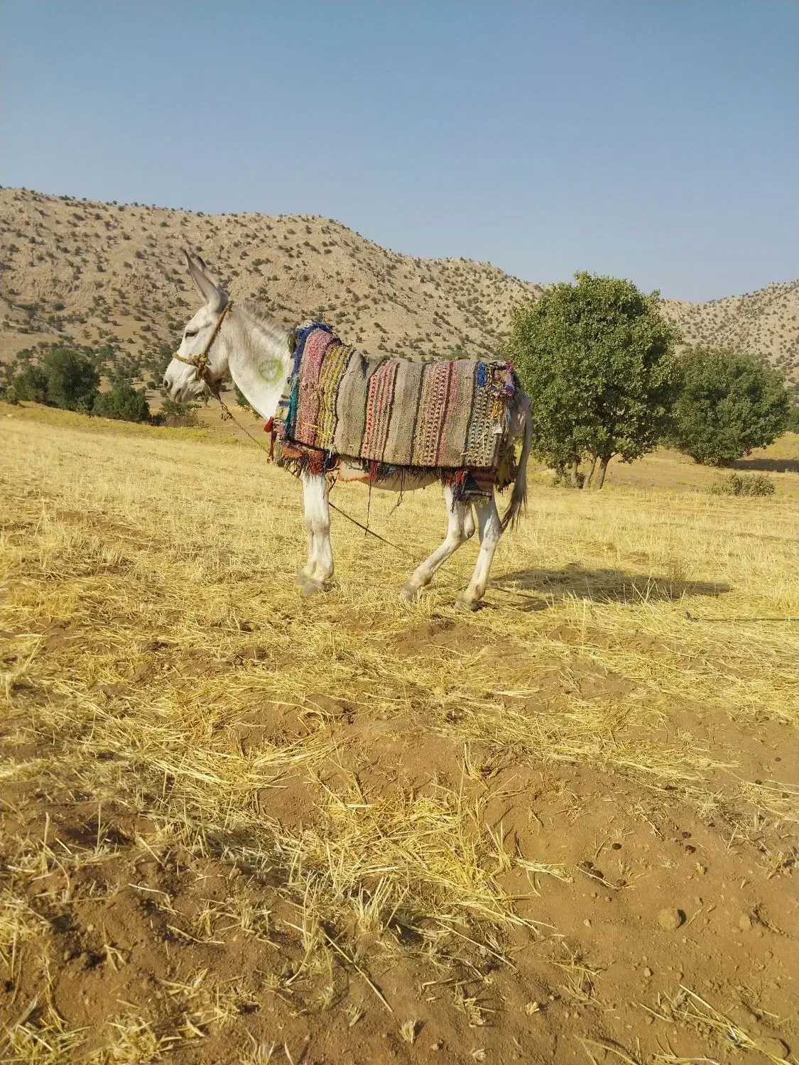 یک الاغ نر جوان|حیوانات مزرعه|کوهدشت, |دیوار