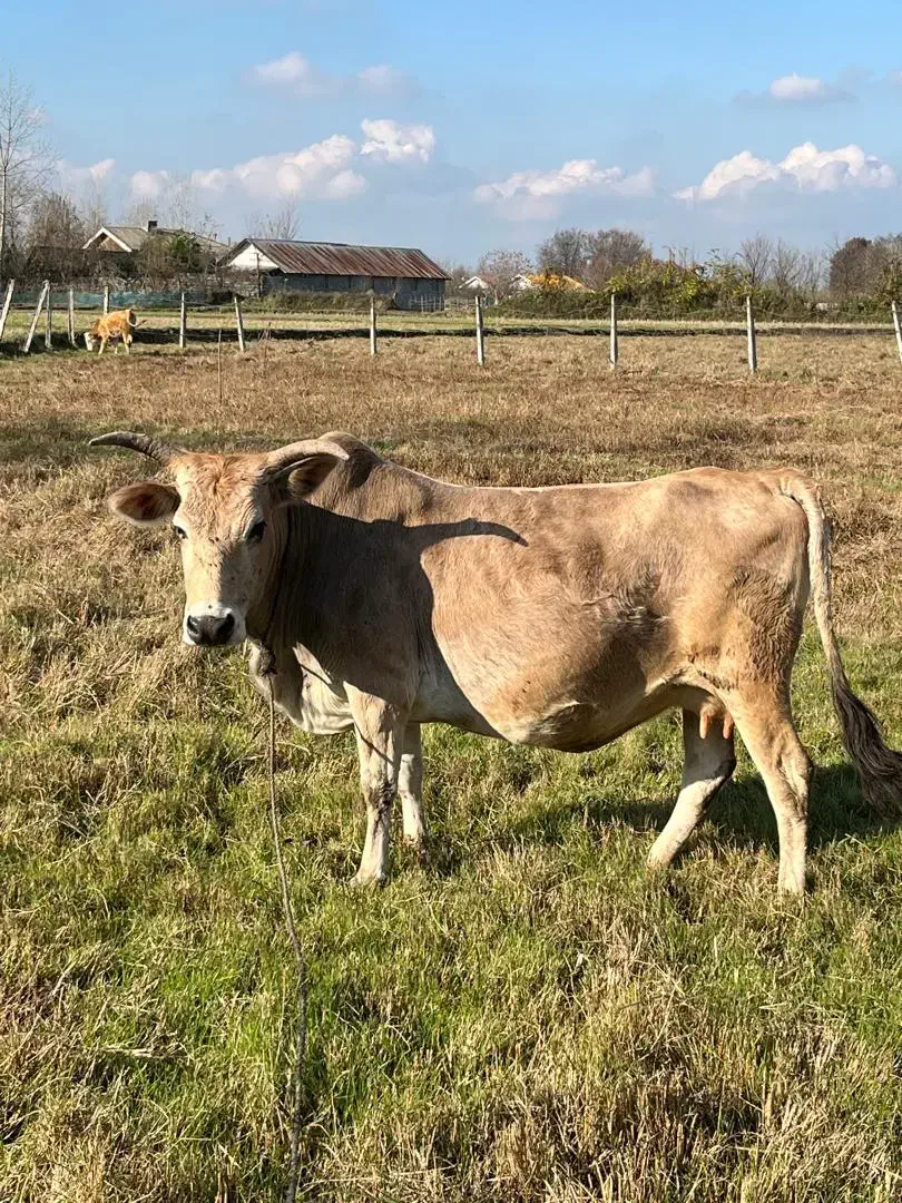 گاو دو رگ|حیوانات مزرعه|سنگر, |دیوار