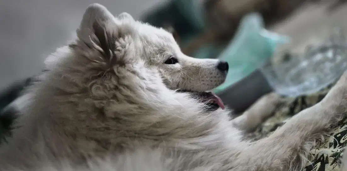 ساموئید های غول اصیل|سگ|تهران, صادقیه|دیوار