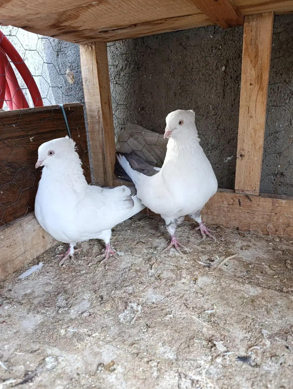 کبوتر دم بادمجانی|پرنده|میانه, |دیوار