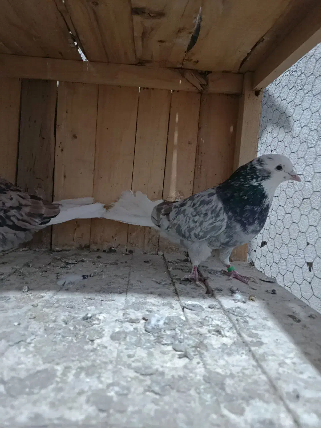 پنج عدد هما سرور درجه یک|پرنده|کمیجان, |دیوار