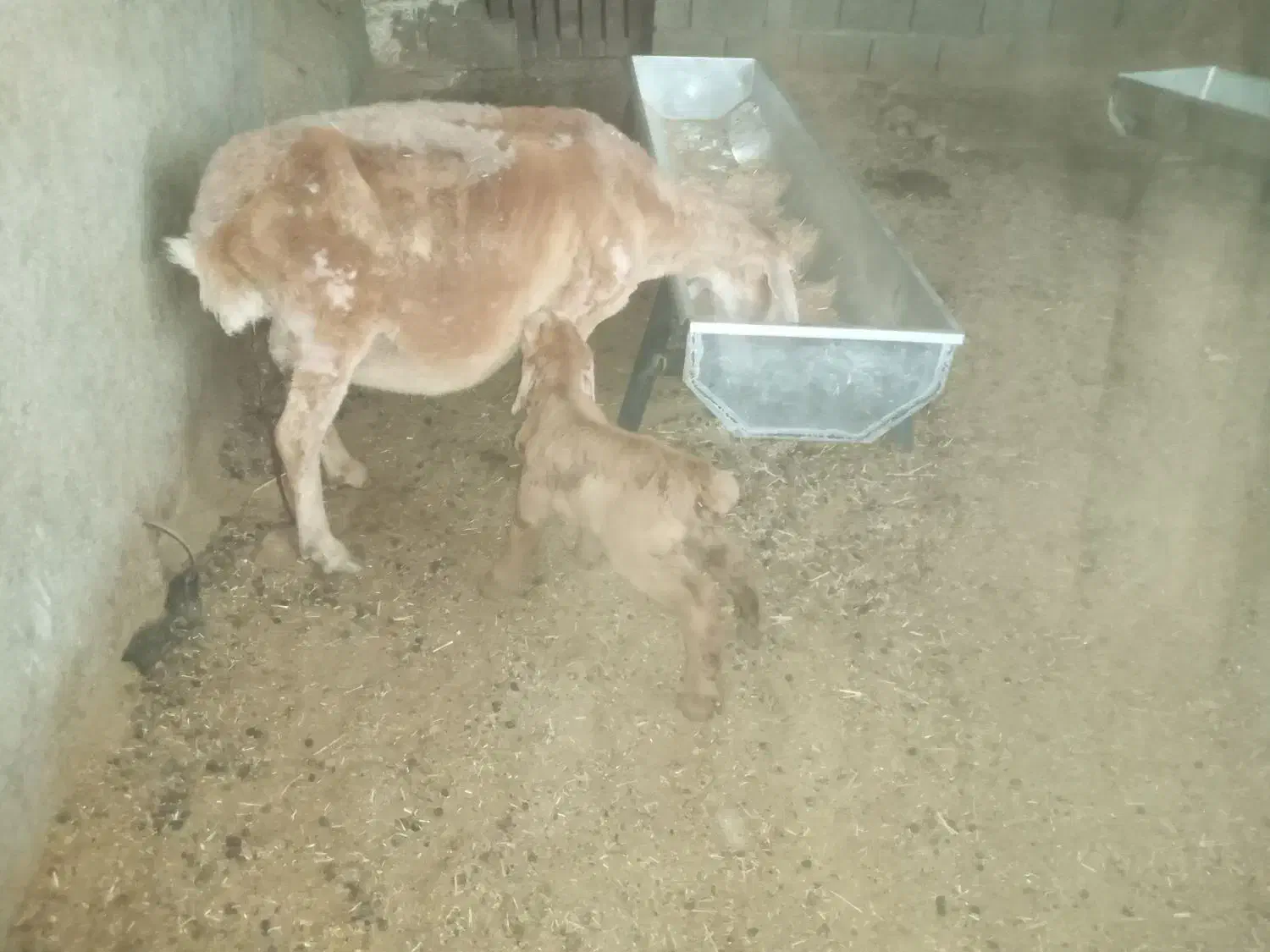 میش و بره|حیوانات مزرعه|سرپل ذهاب, |دیوار