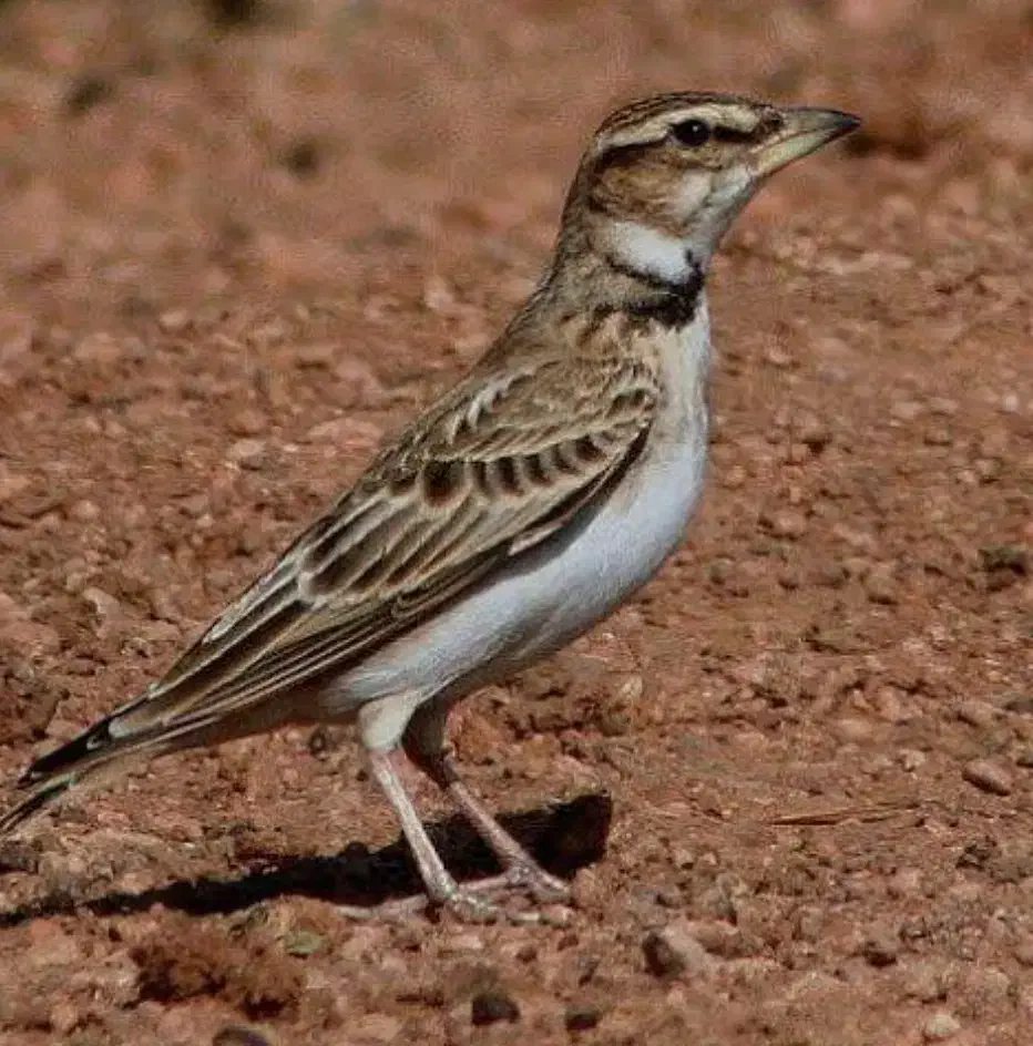 ۶ عدد قناری معاوضه با پرنده|پرنده|تربت جام, معدآباد|دیوار