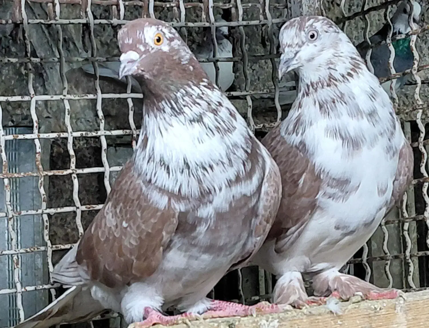 کبوتر پروازی درجه یک|پرنده|قائم‌شهر, |دیوار