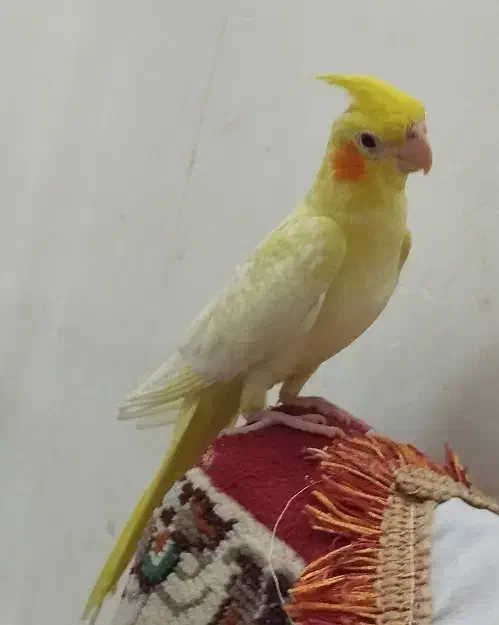 جوجه عروس هلندی|پرنده|ساوه, |دیوار