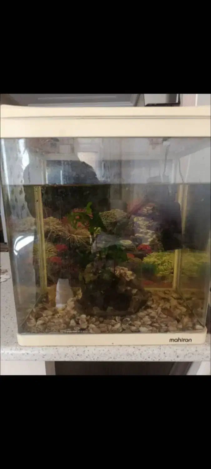 فروش فوری اکواریوم و تجهیزات|ماهی|بروجن, |دیوار