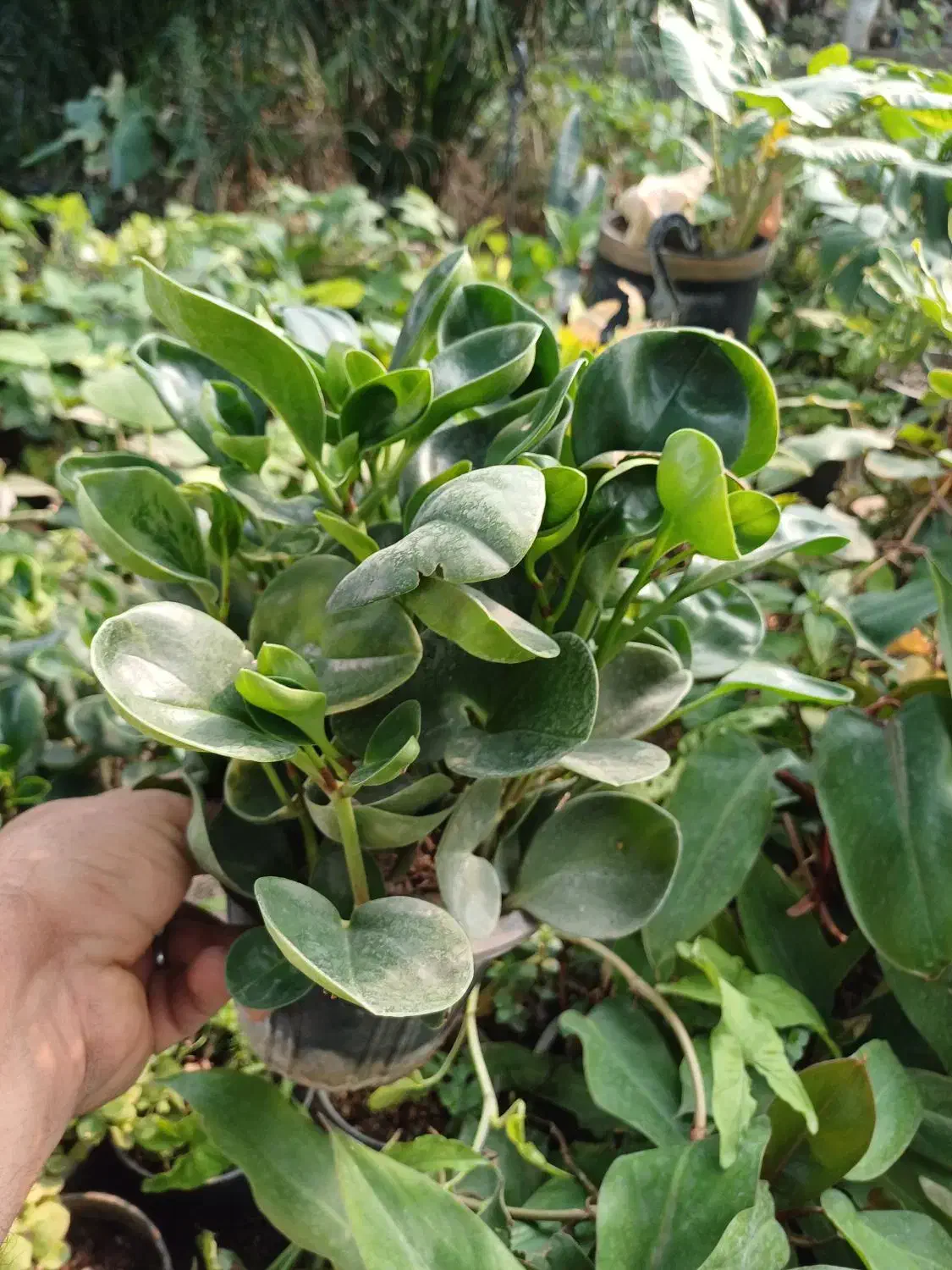 گل قاشقی سبز و ابلق|گل و گیاه طبیعی|بیستون, |دیوار