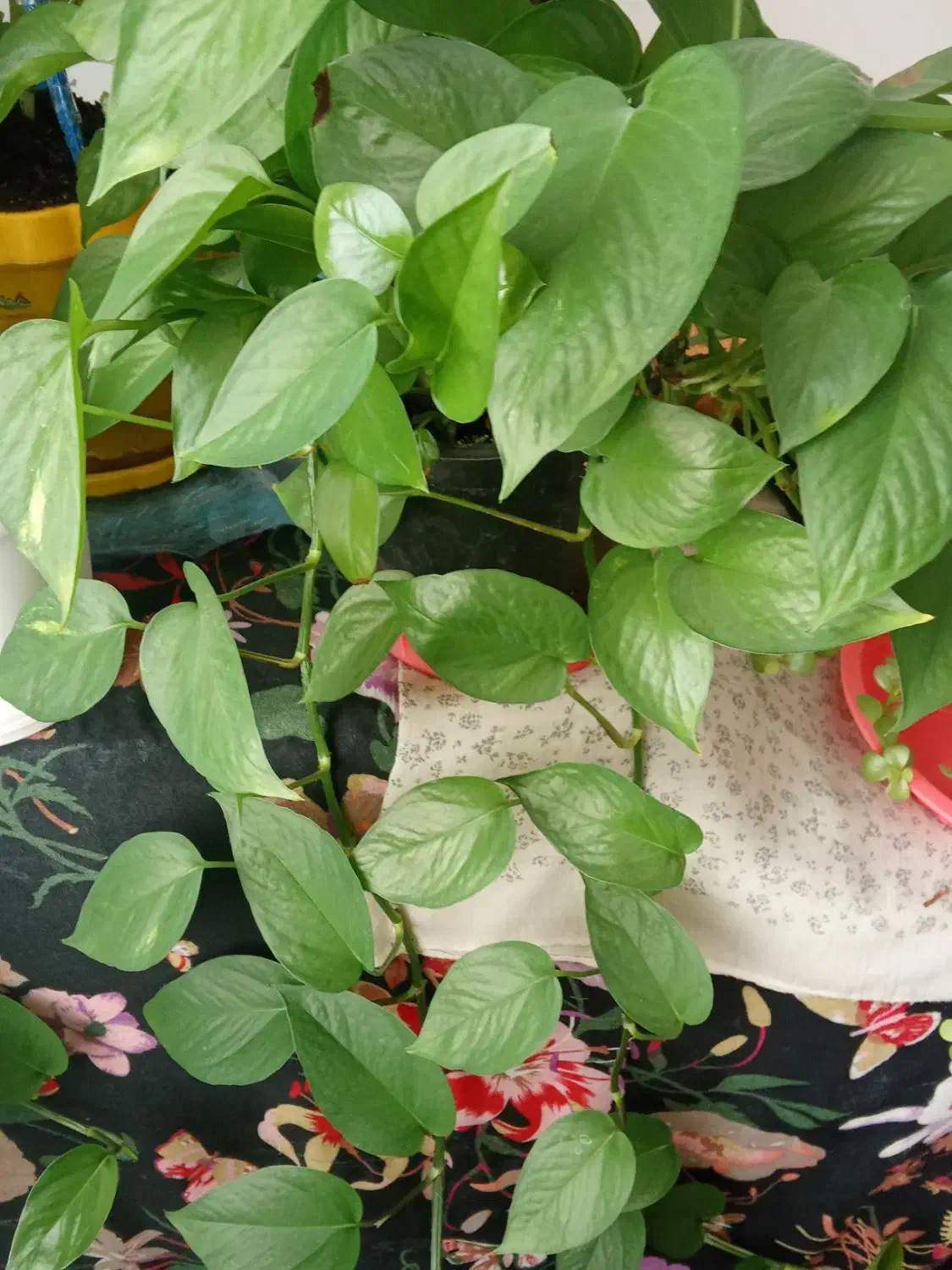 پتوس زیبا|گل و گیاه طبیعی|بیرجند, |دیوار