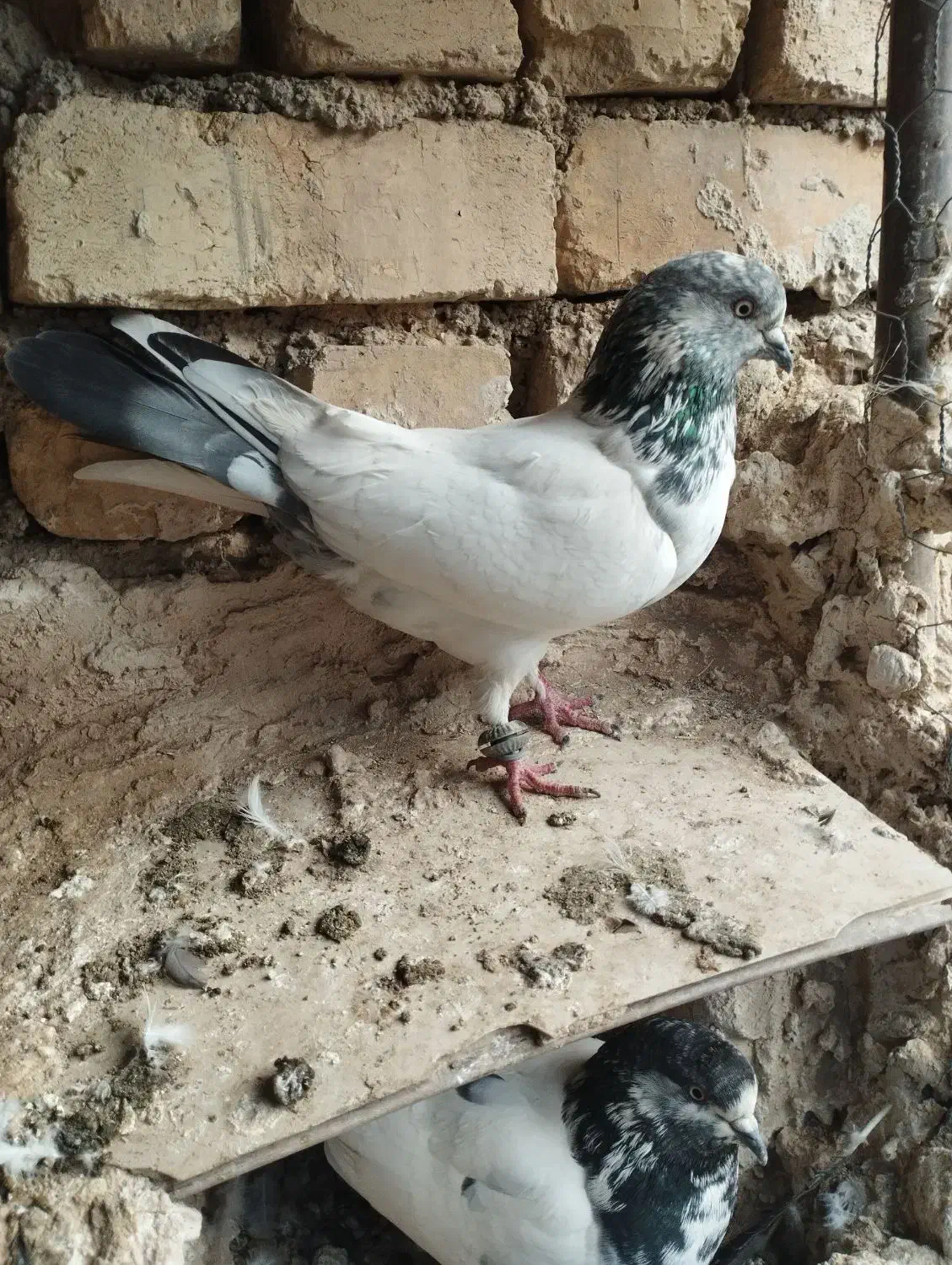 کبوتر|پرنده|بروجن, |دیوار