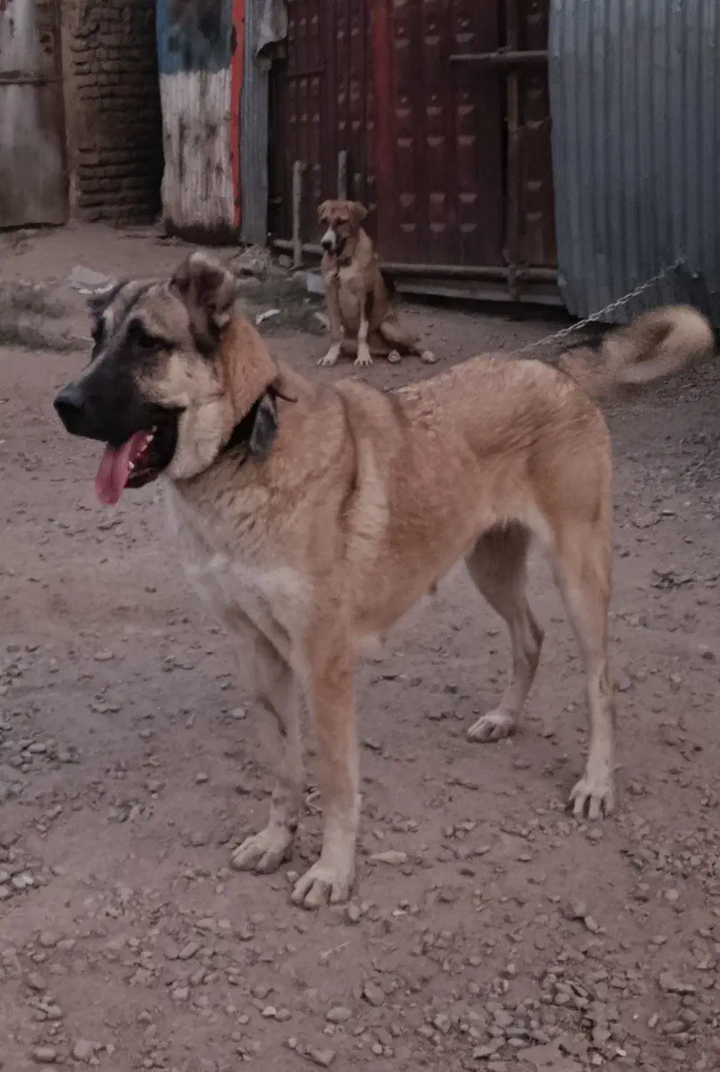 واگذاری ماده|سگ|پاکدشت, پاکدشت (مامازند)|دیوار