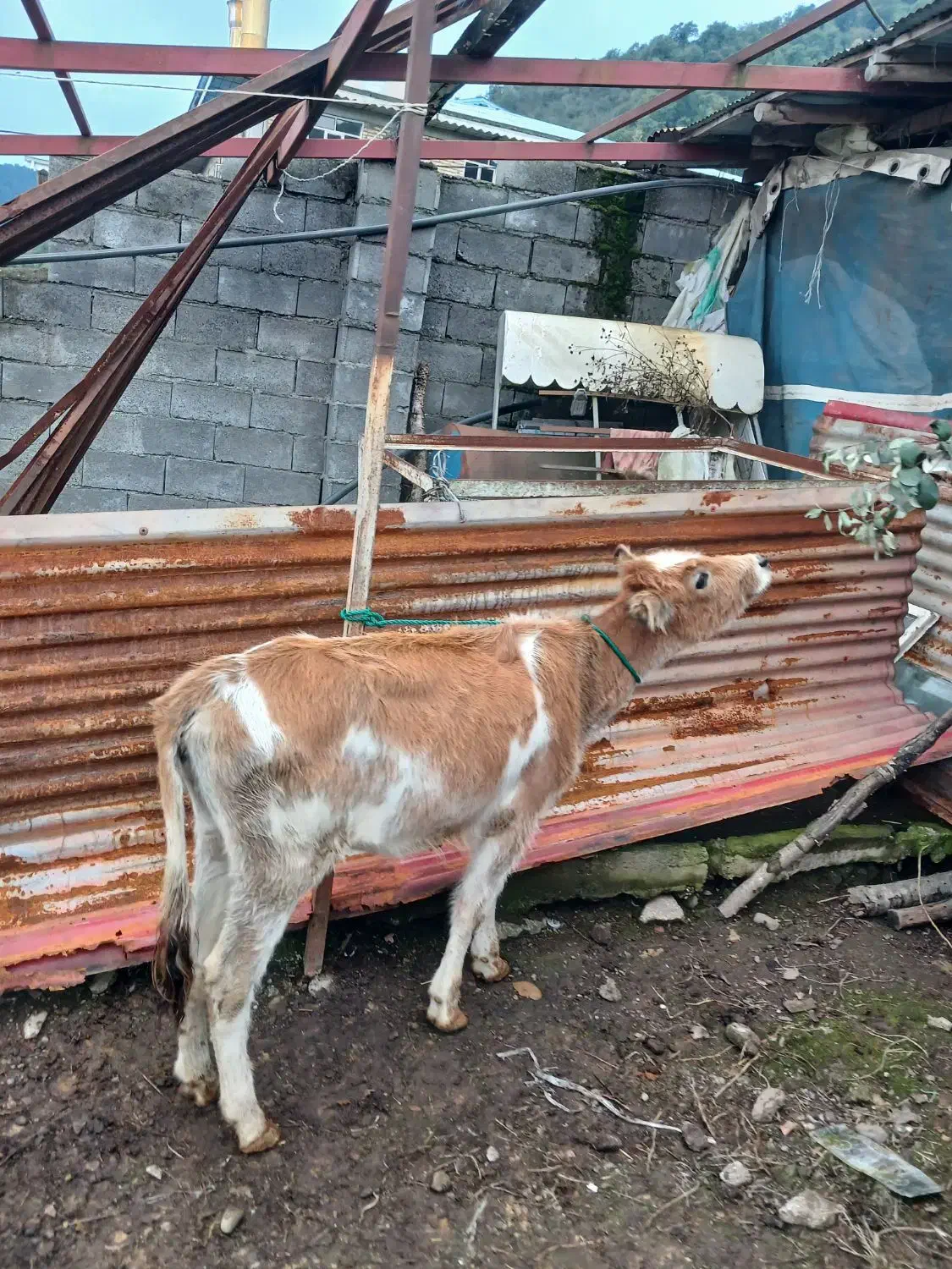 فروش دو راس گوساله ماده دورگ|حیوانات مزرعه|حویق, |دیوار