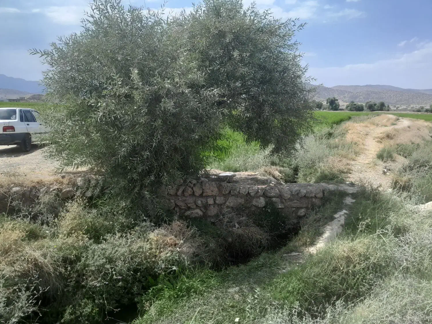 فروش زمین برنج کاری(پاریو)|فروش دفتر صنعتی، کشاورزی، تجاری|لردگان, |دیوار