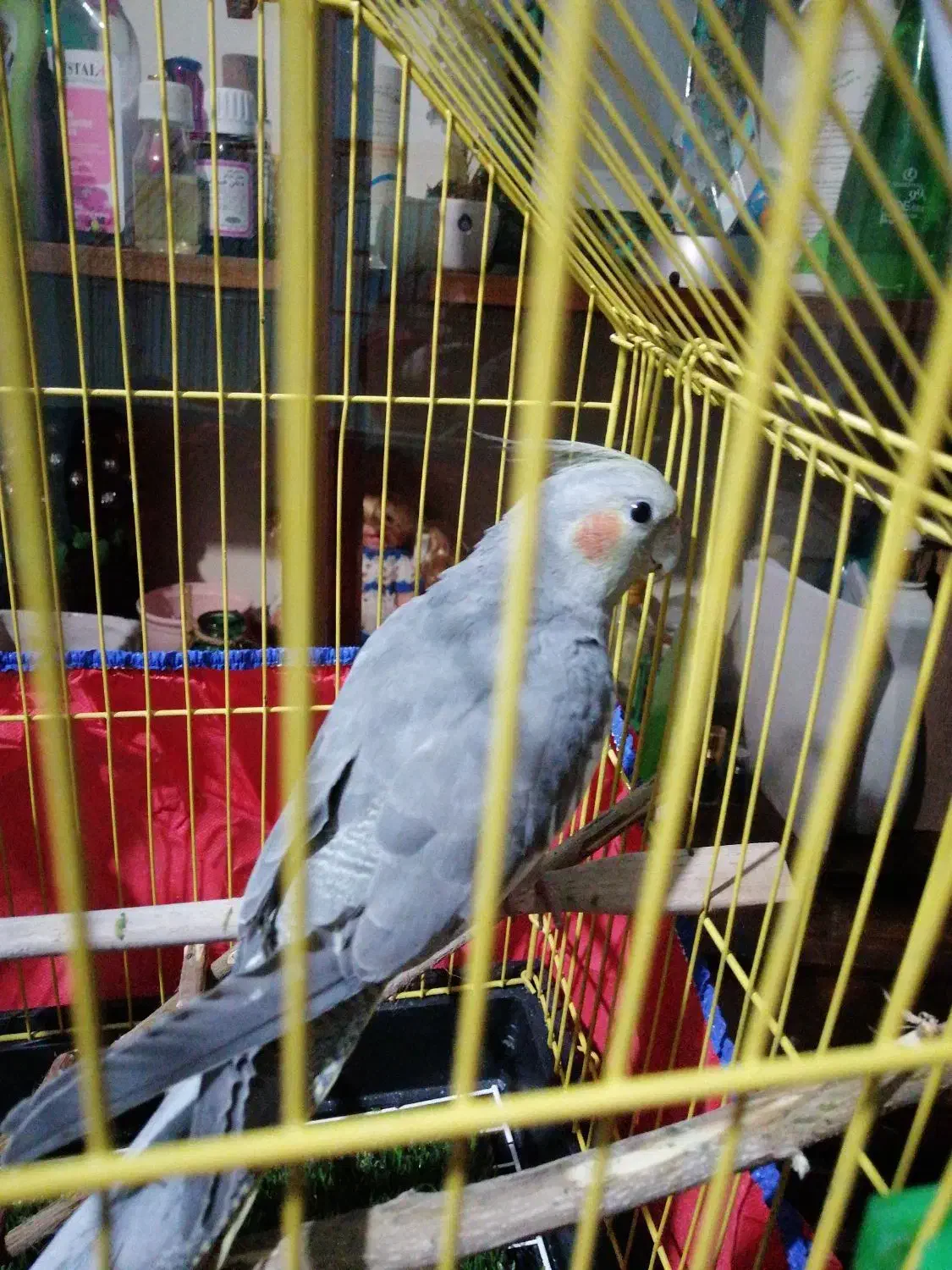 یک عدد عروس هلندی سالم و سرحال|پرنده|قائمشهر, |دیوار