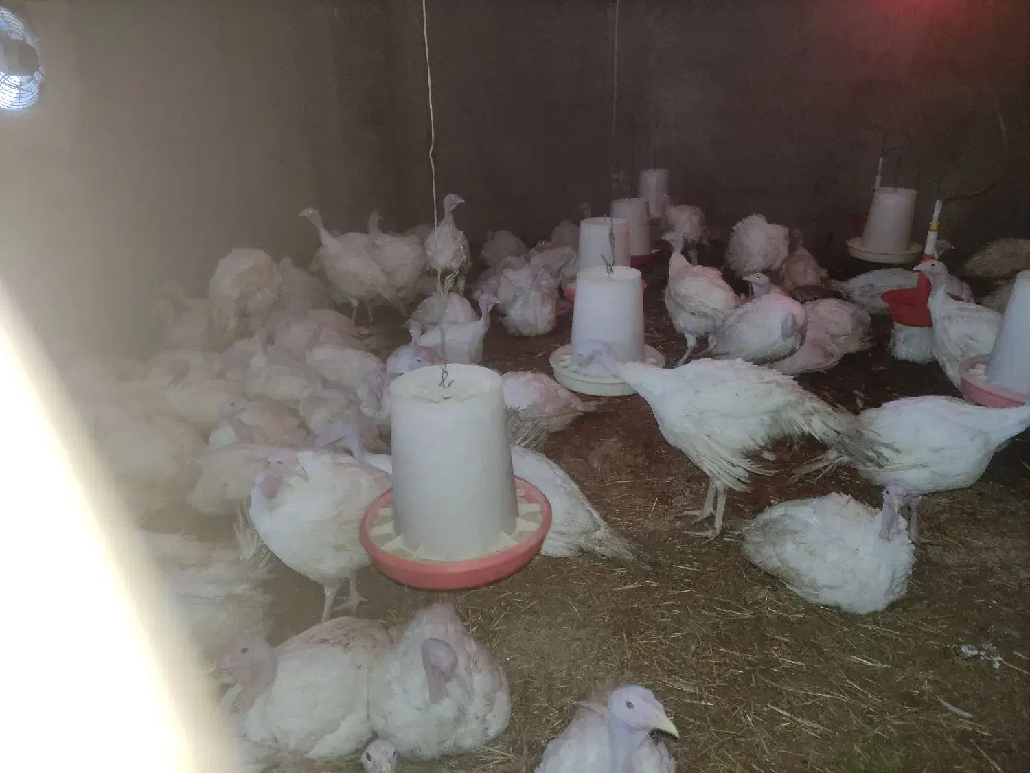 فروش بوقلمون گوشتی|حیوانات مزرعه|بجنورد, |دیوار