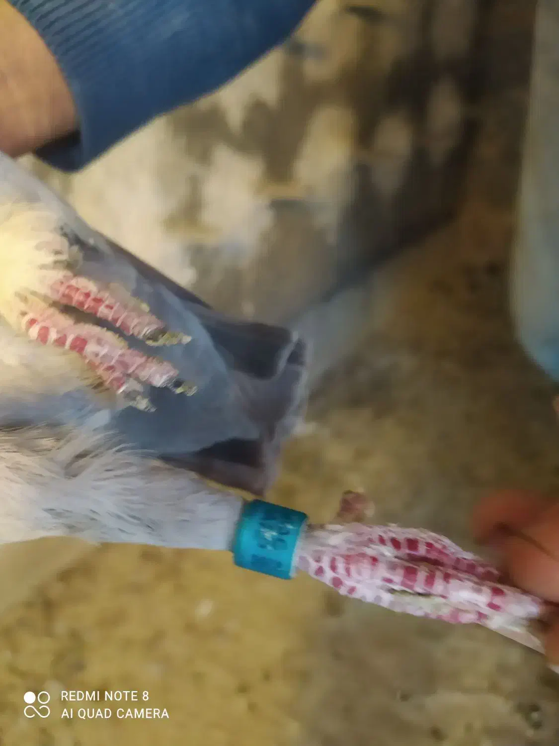 کفتر پلاکی|پرنده|لواسان, |دیوار