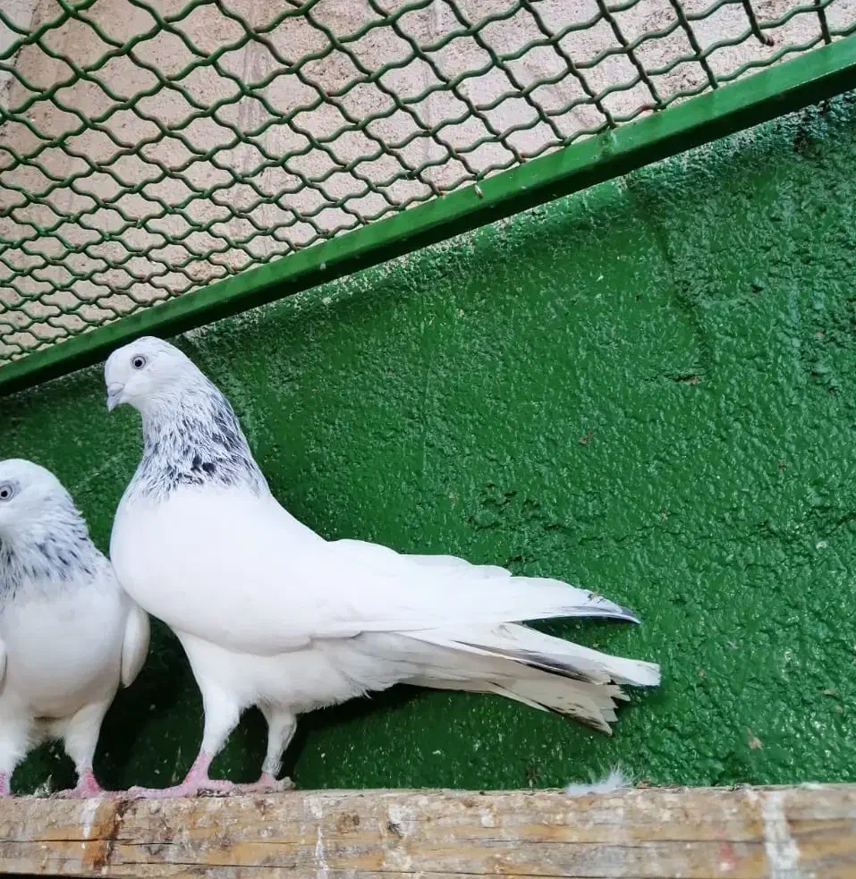 شیخ ابری|پرنده|بندر ماهشهر, |دیوار