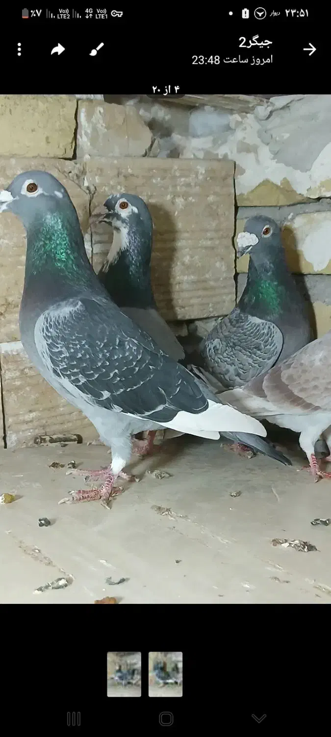 کفترپلاکی مسافتی  یهودی|پرنده|شال, |دیوار