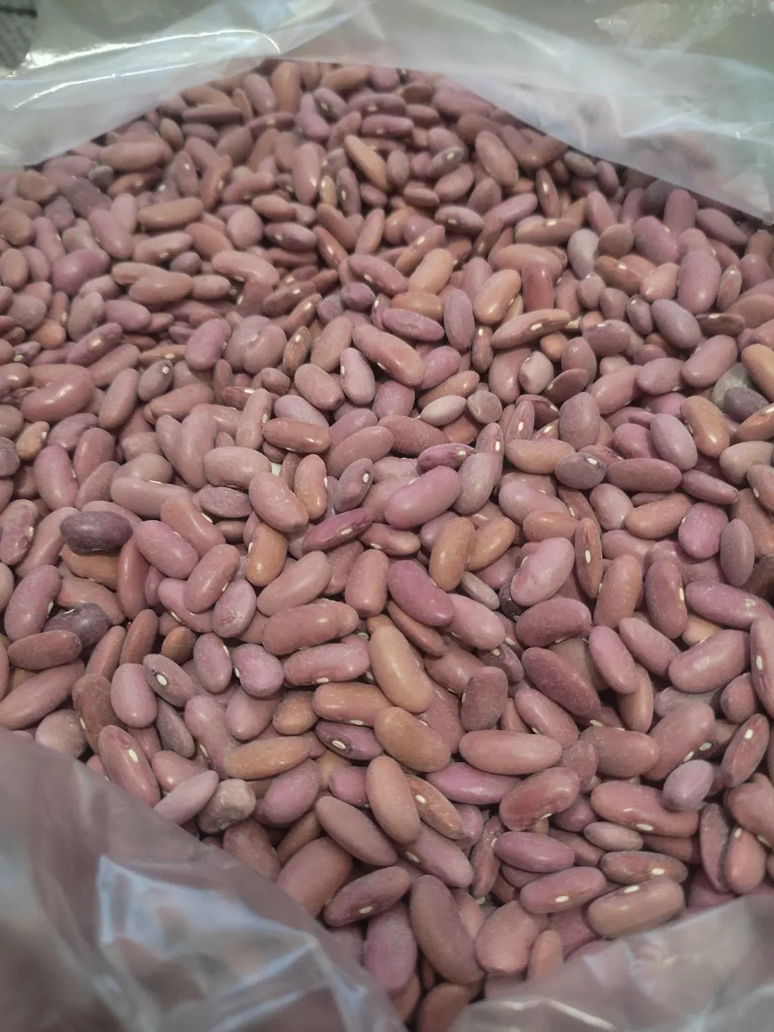 لوبیا|خوردنی و آشامیدنی|خنجین, |دیوار