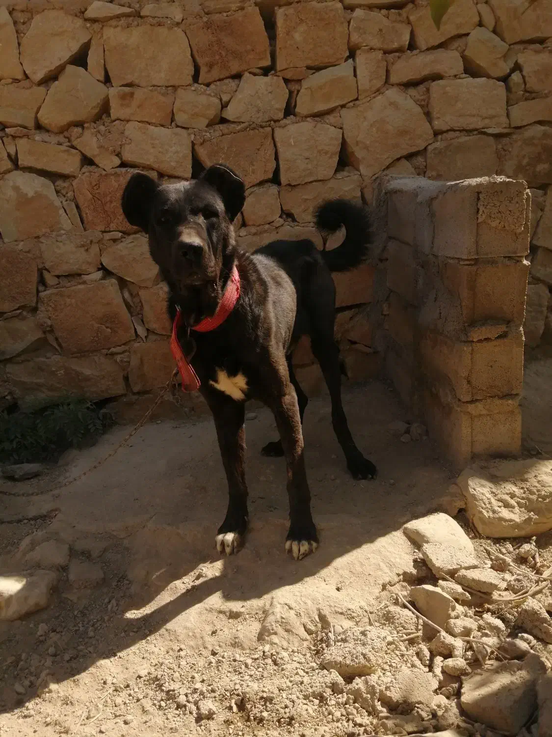 واگذاری سگ قدرجونی|سگ|فیروزآباد (فارس), |دیوار