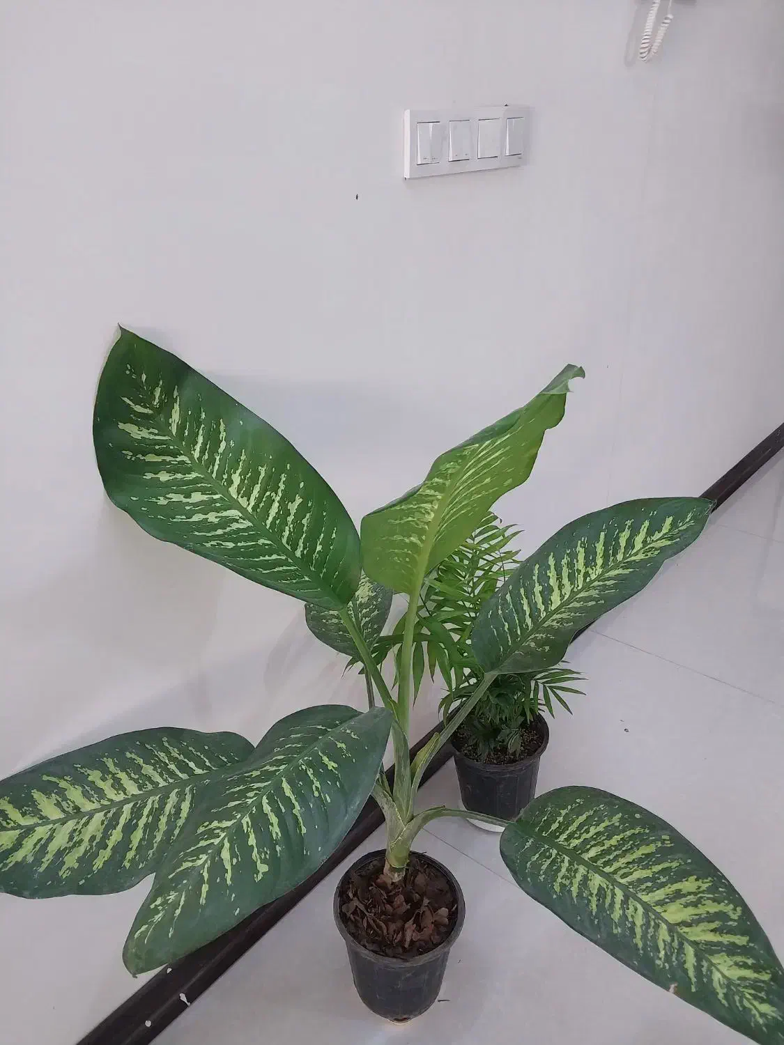 برگ عبایی|گل و گیاه طبیعی|خمینیشهر, |دیوار