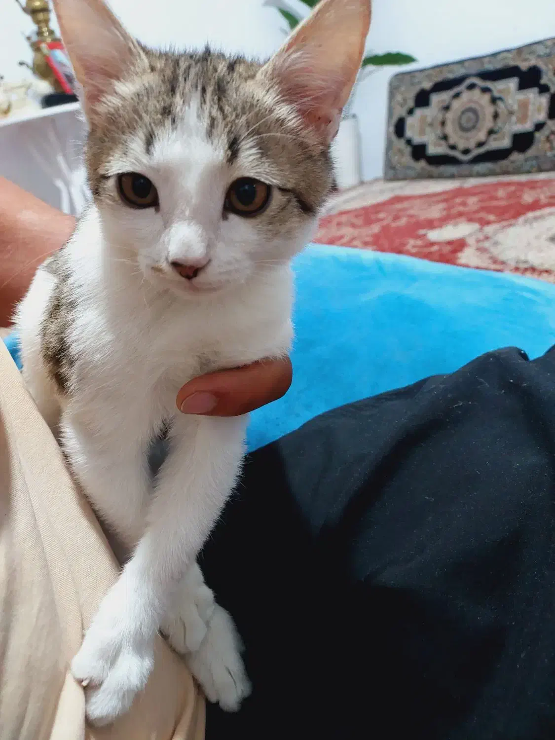 گربه ماده|گربه|قدس, شهرقدس|دیوار