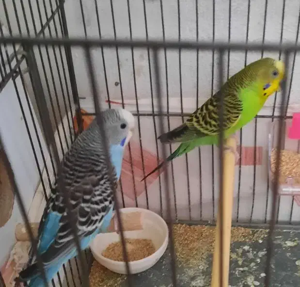 مرغ عشق|پرنده|قم, کلهری|دیوار