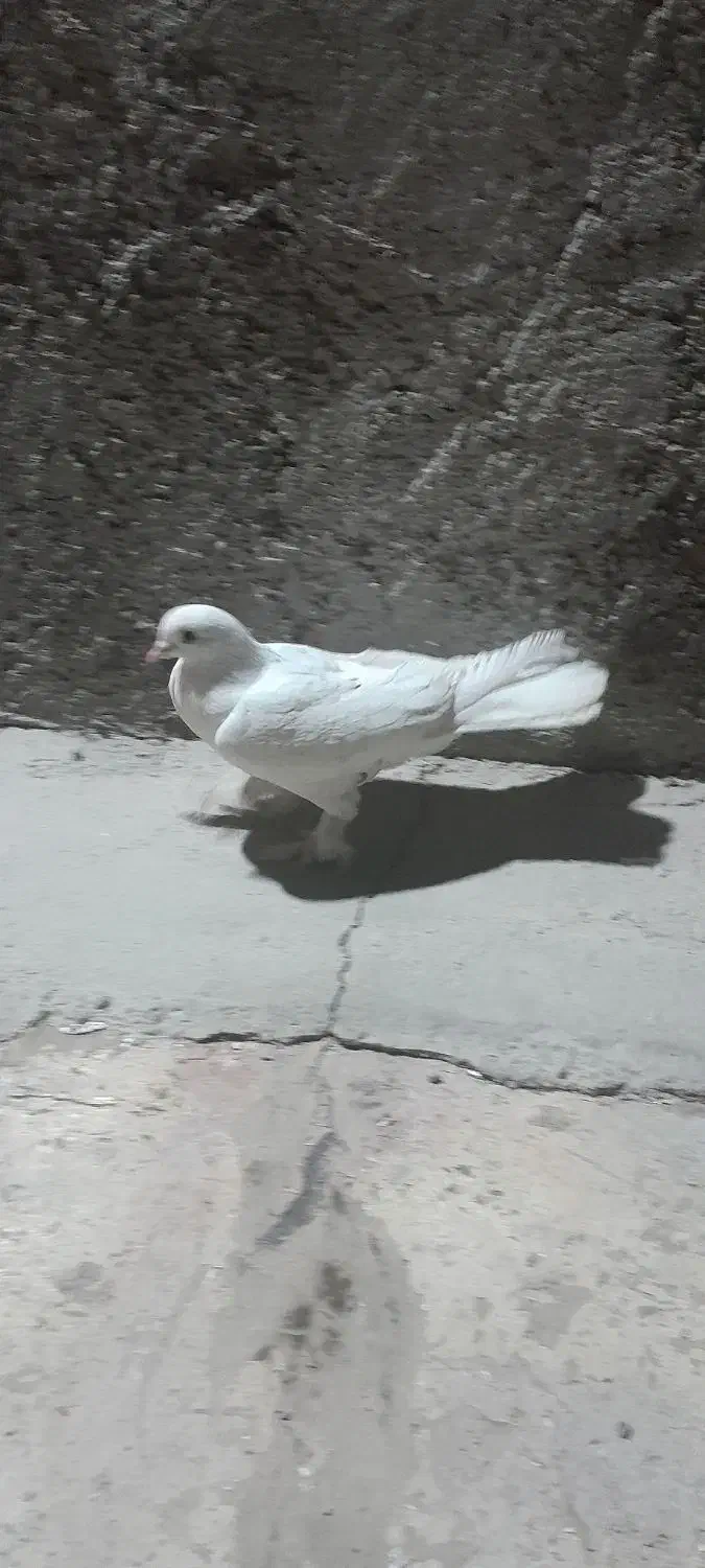 مرغ عشق|پرنده|شاهرود, |دیوار