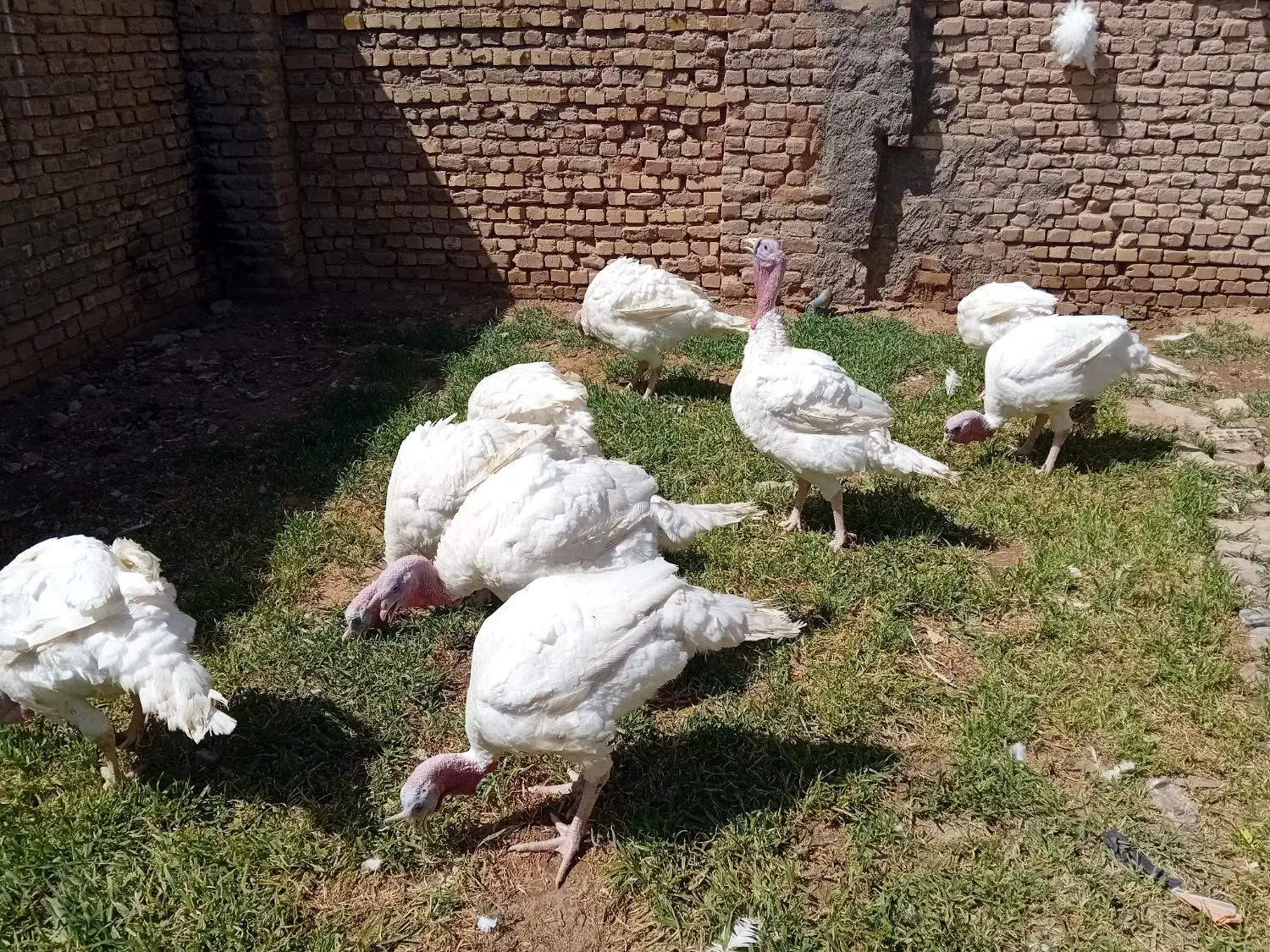 بوقلمون بزرگ و جوجه بوقلمون گوشتی|حیوانات مزرعه|بجنورد, |دیوار